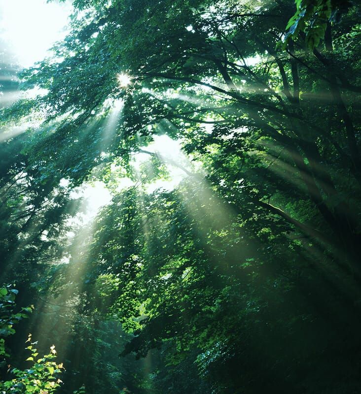 sustainability
